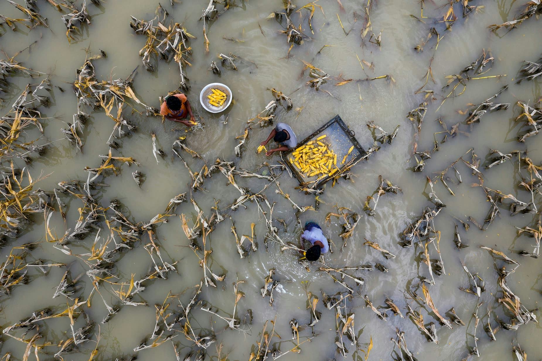Farmers trying to salvage corn lost in floods, Bangladesh